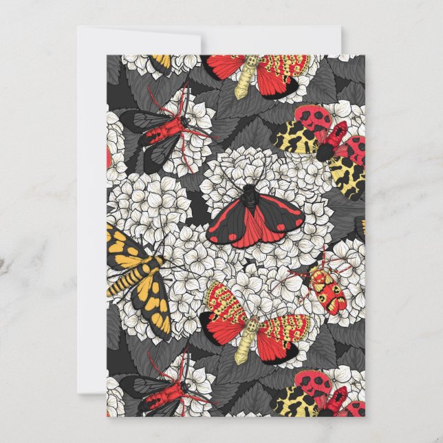 Moths on white hydrangea (Front)