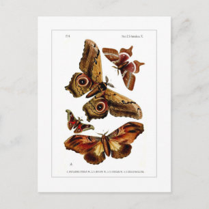 Moths Postcard
