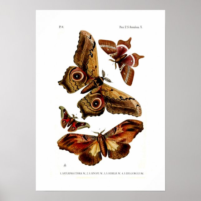 Moths Poster (Front)