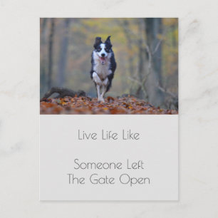 Motivational Graduation Dog  Positivity Quote Postcard