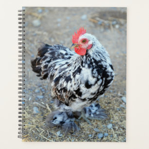 Mottled Bantam Cochin Chicken Planner