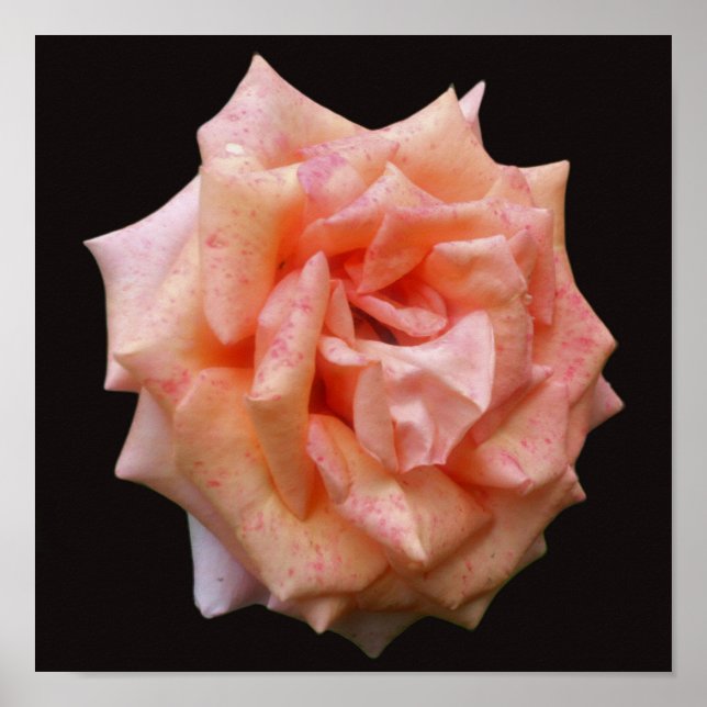 Mottled Peach Rose In Bloom Poster (Front)