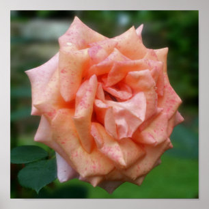 Mottled Peach Rose In Bloom Poster