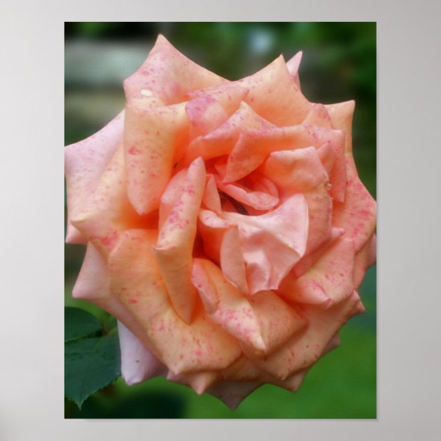 Mottled Peach Rose In Bloom Poster (Front)