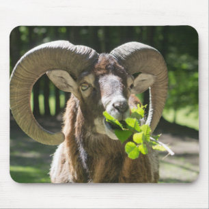 Mouflon Ram Mouse Pad