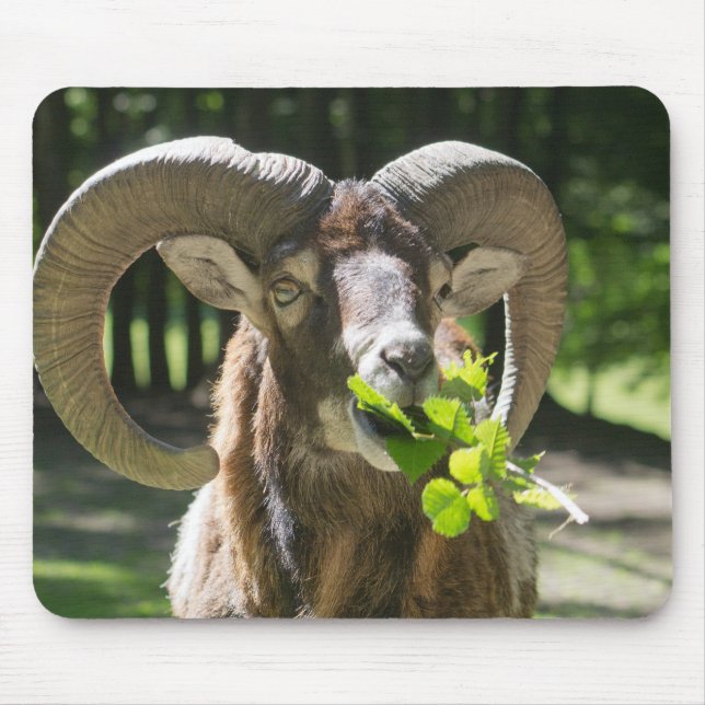 Mouflon Ram Mouse Pad (Front)