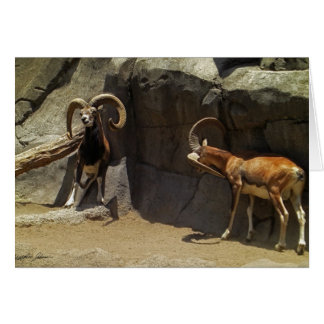 Mouflon Wild Sheep Scratching 1