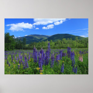 Mount Adams and Lupines Presidential Range Poster