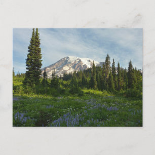 Mount Rainier Morning Light Postcard