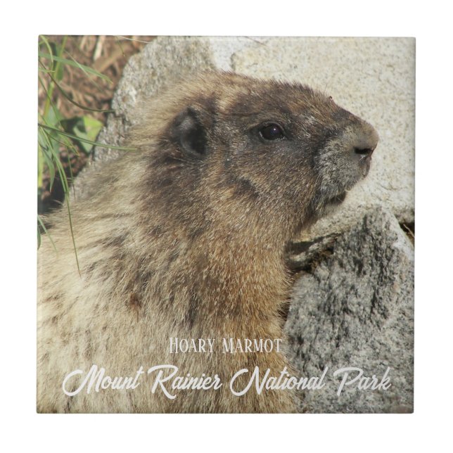 Mount Rainier National Park Hoary Marmot Tile (Front)
