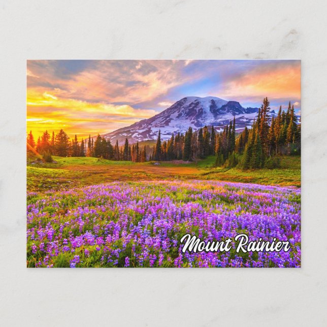 Mount Rainier National Park, Washington Postcard (Front)