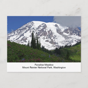 Mount Rainier Paradise Meadow Postcard