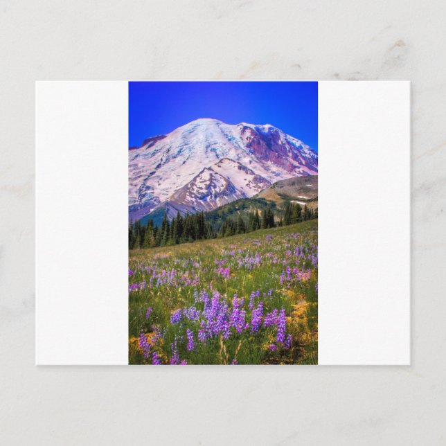 Mount Rainier Postcard (Front)