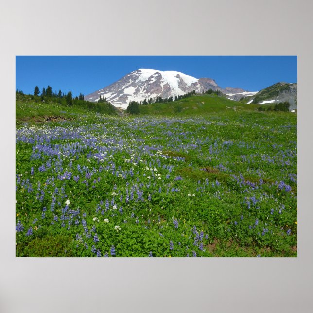 Mount Rainier with Purple Lupins Poster (Front)