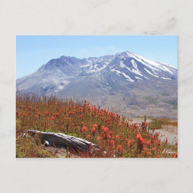 Mount St. Helens Wildflowers Postcard (Front)