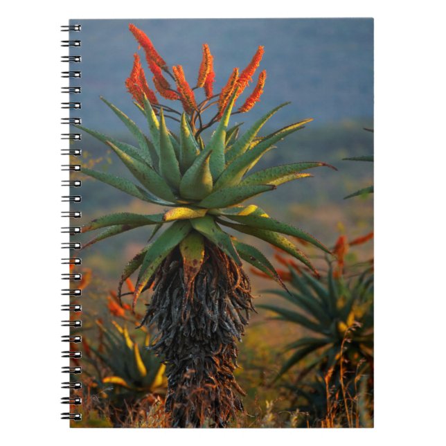 Mountain Aloe (Aloe Marlothii Berger) 2 Spiral Notebook (Front)