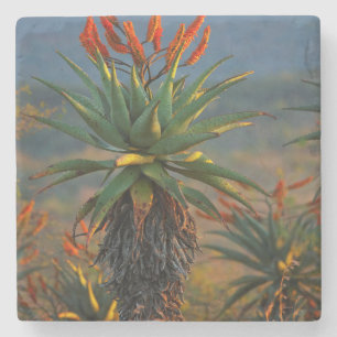 Mountain Aloe (Aloe Marlothii Berger) 2 Stone Coaster