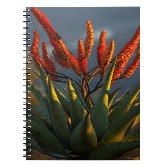 Mountain Aloe (Aloe Marlothii Berger) Notebook (Front)