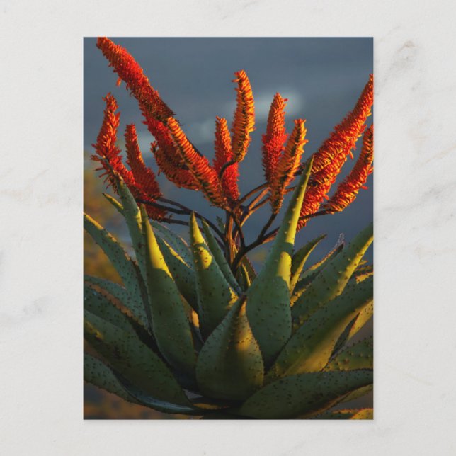Mountain Aloe (Aloe Marlothii Berger) Postcard (Front)
