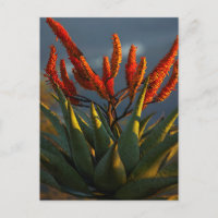 Mountain Aloe (Aloe Marlothii Berger)
