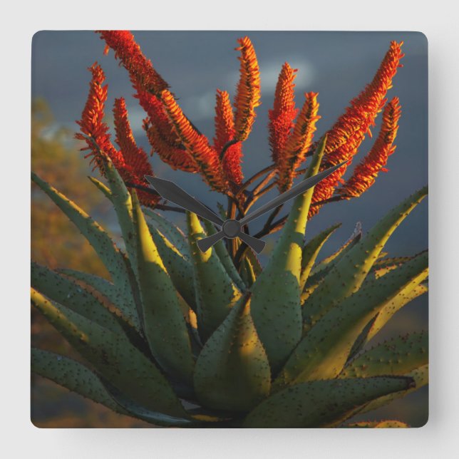 Mountain Aloe (Aloe Marlothii Berger) Square Wall Clock (Front)