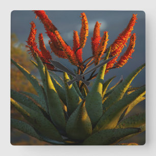 Mountain Aloe (Aloe Marlothii Berger) Square Wall Clock