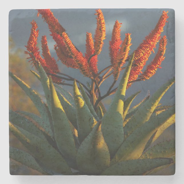Mountain Aloe (Aloe Marlothii Berger) Stone Coaster (Front)