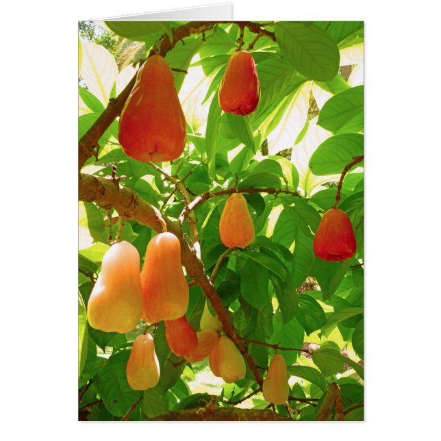 Mountain Apple (Front)