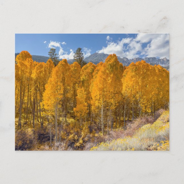 Mountain Aspen Forest in Autumn Colours Postcard (Front)