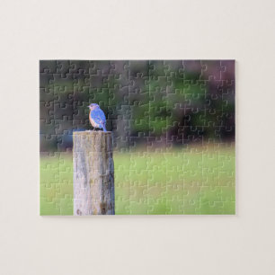 Mountain Blue Bird - 8x10 inch Jigsaw Puzzle