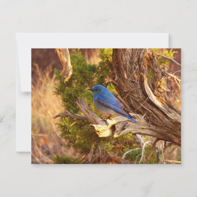 Mountain Bluebird at Arches National Park (Front)