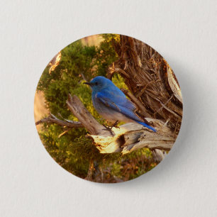 Mountain Bluebird at Arches National Park 6 Cm Round Badge