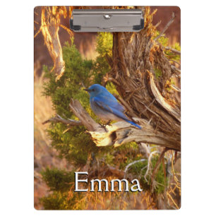 Mountain Bluebird at Arches National Park Clipboard