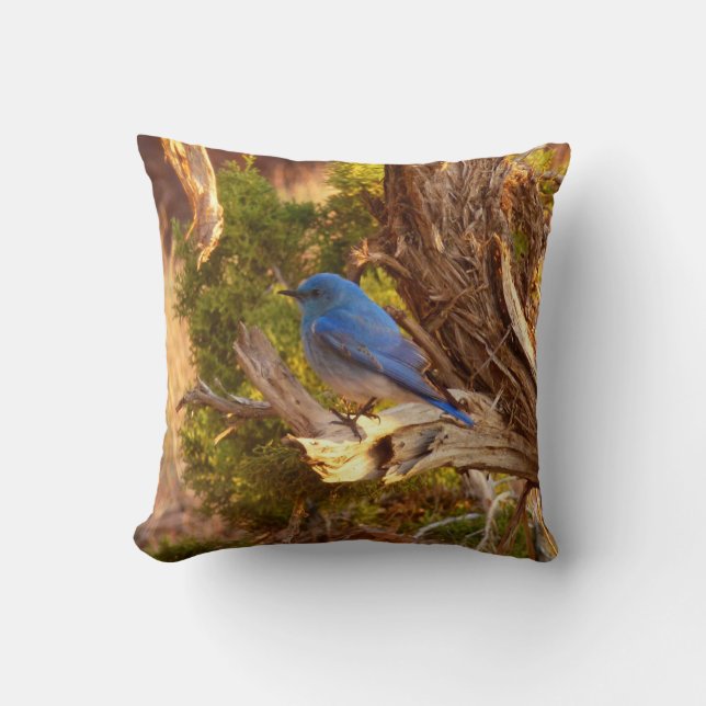Mountain Bluebird at Arches National Park Cushion (Front)