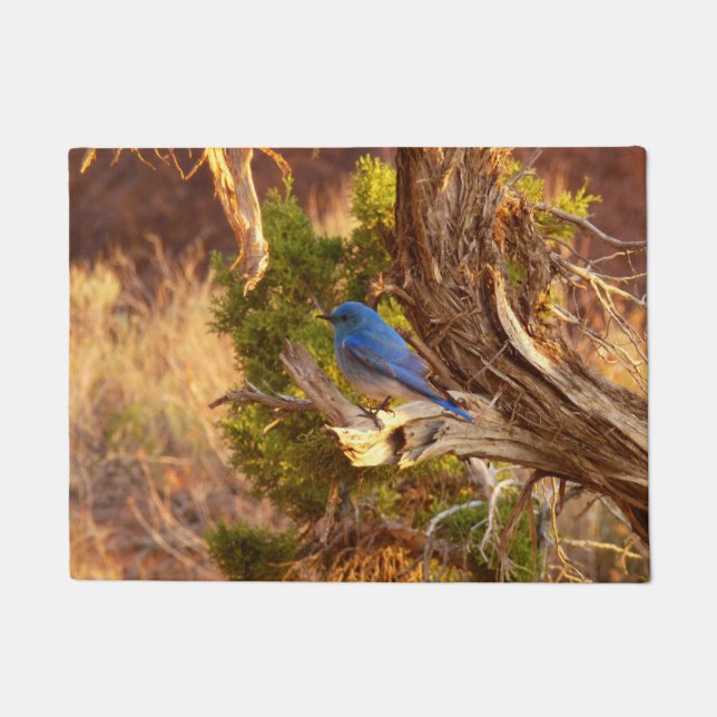 Mountain Bluebird at Arches National Park Doormat (Front)