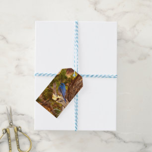 Mountain Bluebird at Arches National Park Gift Tags