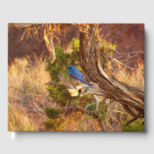 Mountain Bluebird at Arches National Park Guest Book