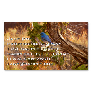 Mountain Bluebird at Arches National Park Magnetic Business Card