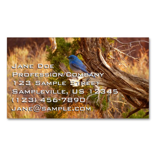 Mountain Bluebird at Arches National Park Magnetic Business Card (Front)
