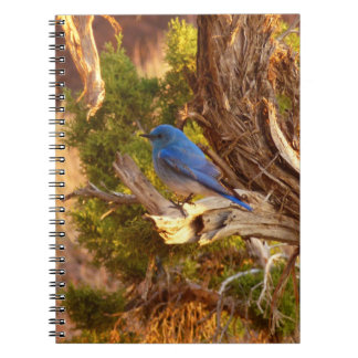 Mountain Bluebird at Arches National Park Notebook