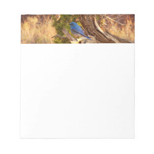 Mountain Bluebird at Arches National Park Notepad