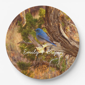 Mountain Bluebird at Arches National Park Paper Plate