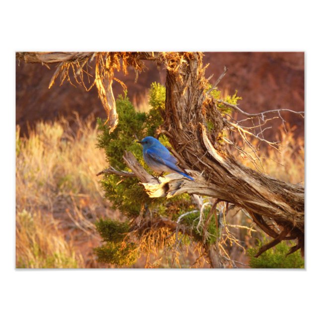 Mountain Bluebird at Arches National Park Photo Print (Front)
