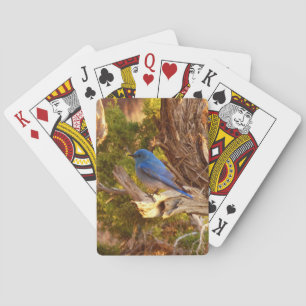 Mountain Bluebird at Arches National Park Playing Cards