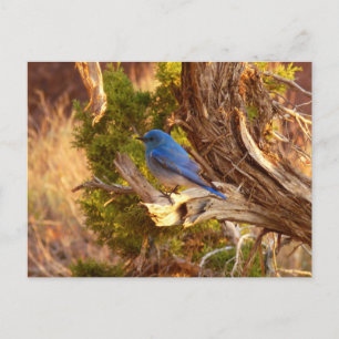 Mountain Bluebird at Arches National Park Postcard