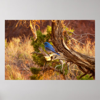 Mountain Bluebird at Arches National Park Poster