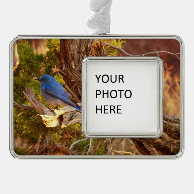 Mountain Bluebird at Arches National Park Silver Plated Framed Ornament (Front)