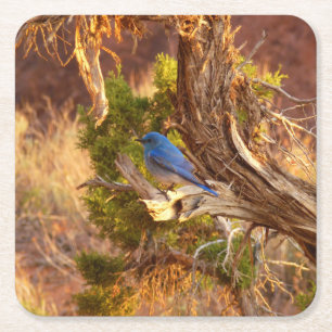 Mountain Bluebird at Arches National Park Square Paper Coaster