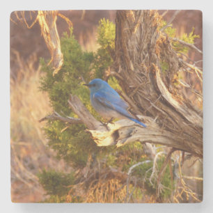 Mountain Bluebird at Arches National Park Stone Coaster
