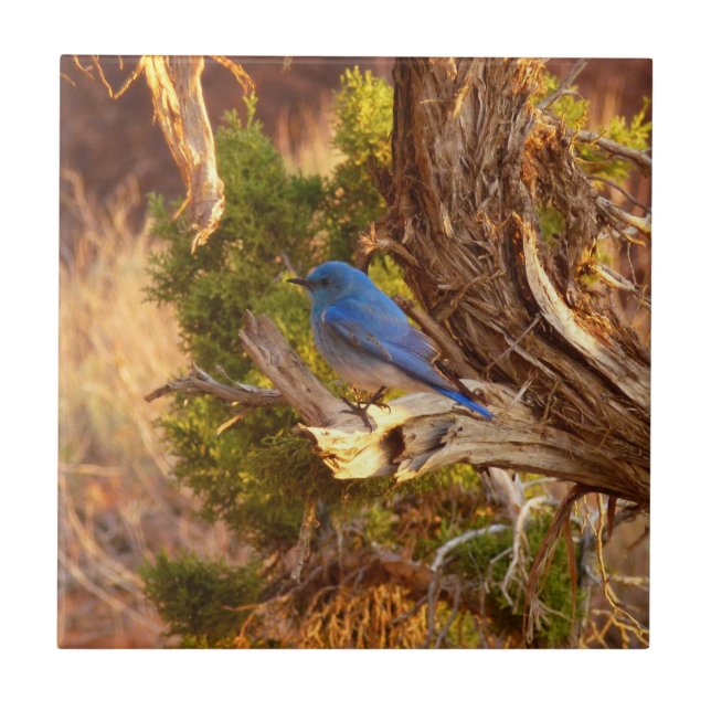 Mountain Bluebird at Arches National Park Tile (Front)
